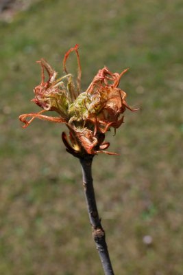 Aesculus hippocastanum 'Laciniata' - jírovec maďal - list jaro